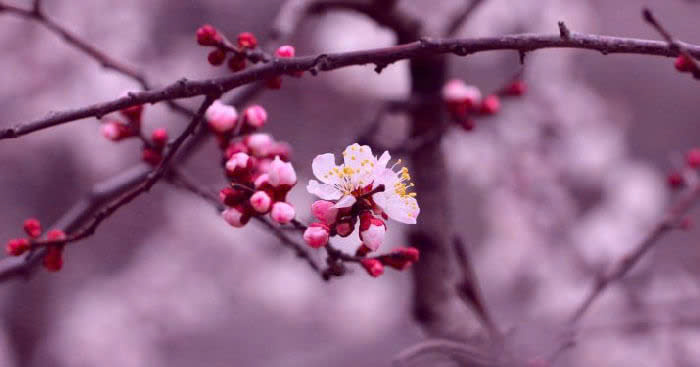 Những ký ức và dấu ấn mùa Xuân, nguồn cội